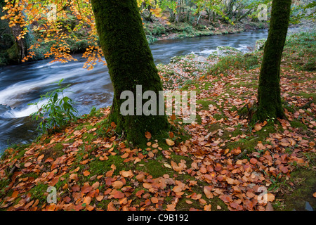 Fluss durch einen herbstlichen Wald Stockfoto