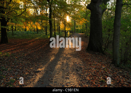 Bunte Herbstlaub Strid Wood an den Ufern des Flusses Wharfe in Wharfedale, Yorkshire, England Stockfoto