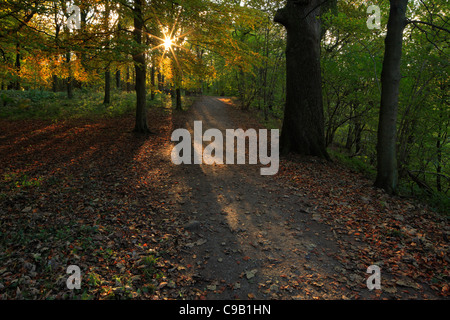 Bunte Herbstlaub Strid Wood an den Ufern des Flusses Wharfe in Wharfedale, Yorkshire, England Stockfoto
