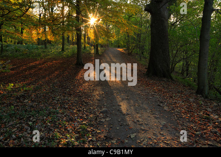 Bunte Herbstlaub Strid Wood an den Ufern des Flusses Wharfe in Wharfedale, Yorkshire, England Stockfoto