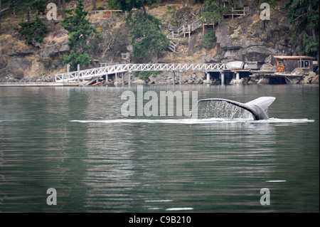 Humpback whale(s) in der Strait Of Georgia Stockfoto