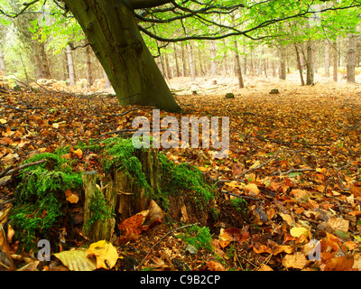 Herbstblätter fallen in der Nähe der Stumpf eines umgestürzten Baumes. Stockfoto