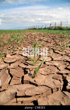 Trockenen rissigen Boden eines Feldes mit spärlichen Wachstum der jungen Gerstenpflanzen während einer Dürre im Sommer. Stockfoto