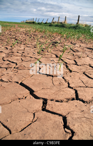 Trockenen rissigen Boden eines Feldes mit spärlichen Wachstum der jungen Gerstenpflanzen. Stockfoto