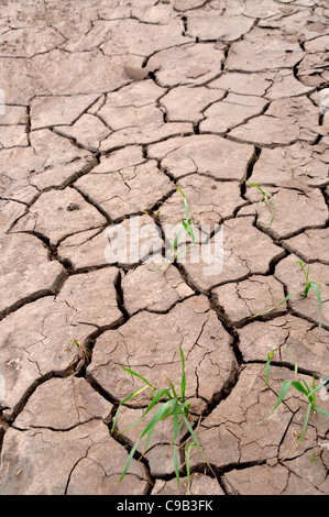 Trockenen rissigen Boden eines Feldes mit spärlichen Wachstum der jungen Gerstenpflanzen. Stockfoto