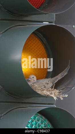 Trauertaube nistet in Verkehrszeichen Stockfoto