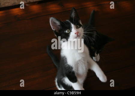 Black And White Kätzchen auf Hinterbeinen auf dunklem Holz Couchtisch stehen. Stockfoto