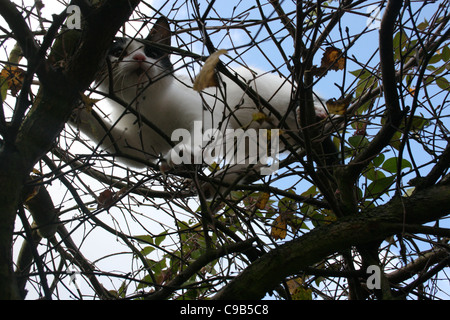 Nachschlagen durch Silber Birke nur wenige Blätter mit weißen Kater an der Spitze mit blauem Himmel und weißen Wolken. Stockfoto