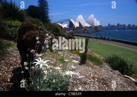 Flanell Blumen (Actinotus Helianthi) und das Sydney Opera House, New South Wales, Australien. Keine PR Stockfoto