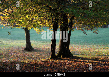 Späten Nachmittag Sonne durch Rotbuche Bäume Stockfoto