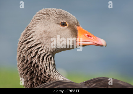 Graugans Gans Portrait Stockfoto