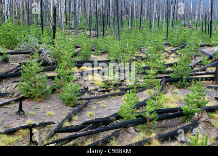 Neue Bäume sprießen unter verbrannt und gefallenen Lodgepole Pine Holz nach einem Waldbrände im Yellowstone-Nationalpark, Wyoming, USA. Stockfoto
