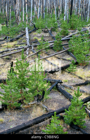 Neue Bäume sprießen unter verbrannt und gefallenen Lodgepole Pine Holz nach einem Waldbrände im Yellowstone-Nationalpark, Wyoming, USA. Stockfoto