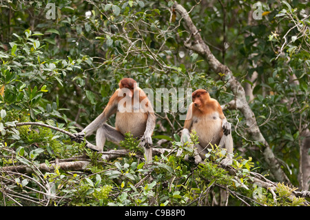 Ein paar der Nasenaffen in einem Baum am Ufer des Sekonyer River, Tanjung Puting Nationalpark, Borneo. Stockfoto