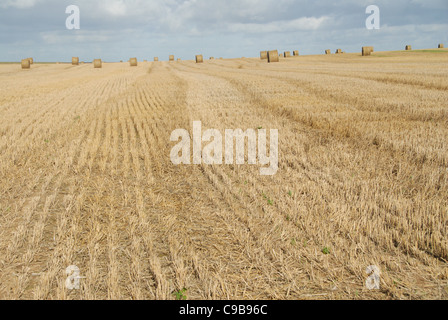 Weizen-Kugeln auf einem Maisfeld nach der Herbsternte in der Picardie, Nord-Frankreich Stockfoto