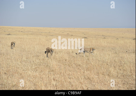 Gepard (Acinonyx Jubatus) zwei große jungen & der Mutter zu Fuß in den Rasen Maasai Mara - Kenia Stockfoto