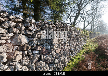 Auf der Suche auf einer Länge von Trockenmauern Wand teils überdachte in Moos mit kahlen Bäumen hinter, Cumbria, England Stockfoto