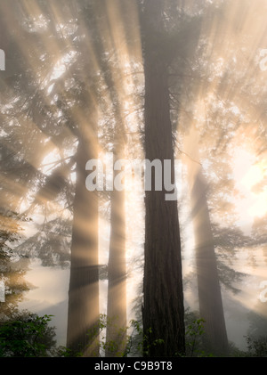 Redwood-Bäume in Lady Bird Johnson Grove. Redwood National und State Parks in Kalifornien Stockfoto