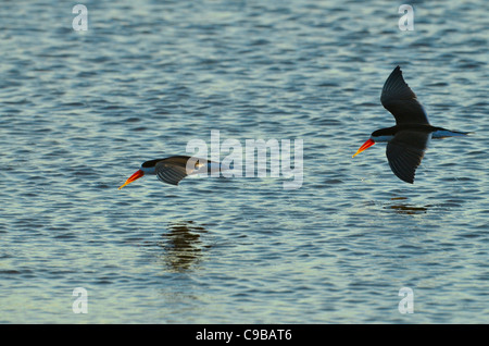 Simbabwe ist ein kleines Land mit einer unglaublichen Vielfalt an Landschaften und Tiere. Stockfoto