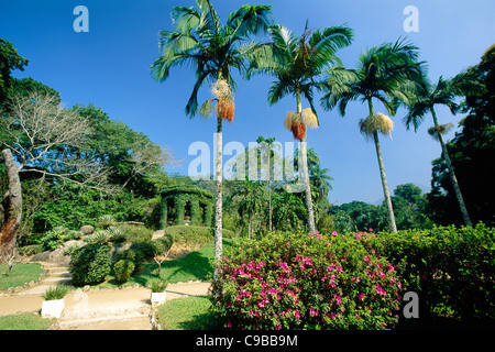 Palmen im Jardim botanischen Garten, Rio De Janeiro, Brasilien Stockfoto