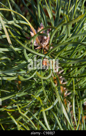 Nahaufnahme Bild ein Caledonian-Kiefer (Pinus Sylvestris)-Bäumchen mit Blumen/Kegel und ein Marienkäfer (Coccinellid) auf einem Blatt Stockfoto