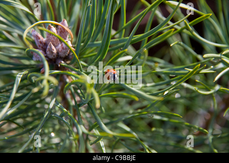Nahaufnahme Bild ein Caledonian-Kiefer (Pinus Sylvestris)-Bäumchen mit Blumen/Kegel und ein Marienkäfer (Coccinellid) auf einem Blatt Stockfoto