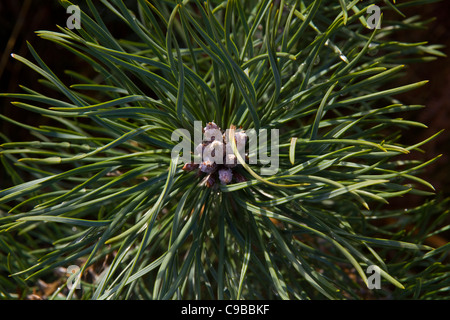 Nahaufnahme Bild eines Caledonian Kiefer (Pinus Sylvestris) Bäumchen Blumen/Kegel Stockfoto