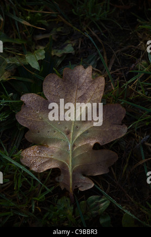 Ein Tau bedeckten Oakleaf, drehen von grün bis violett und rosa, gefallenen auf grünen Rasen an einem frühen Herbstmorgen Stockfoto