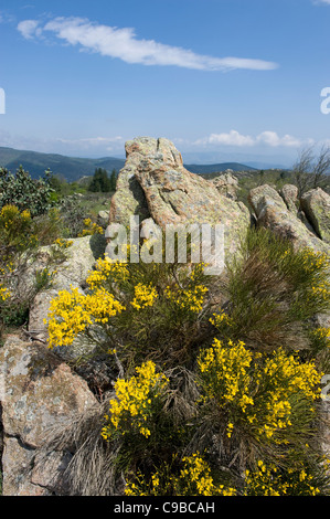 Ginster blühen auf den Felsen von Roc Cournut auf Straße von Campoussy nach Prades in Paysages des Fenouillèdes der Pyrenäen Stockfoto