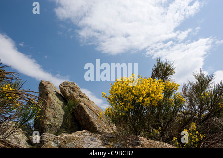 Ginster blühen auf den Felsen von Roc Cournut auf Straße von Campoussy nach Prades in Paysages des Fenouillèdes der Pyrenäen Stockfoto