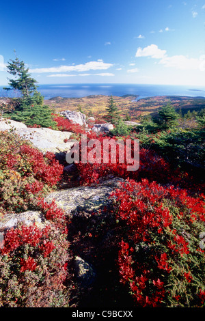 Rote Beere Büsche auf Cadillac Mountain, Acadia National Park, Maine Stockfoto