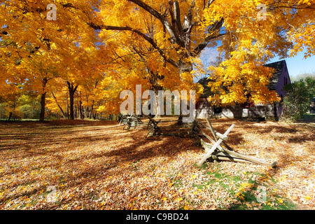 Blätter bedeckt, Straße, Wick Farm, Jockey Hollow State Park, Morristown, New Jersey