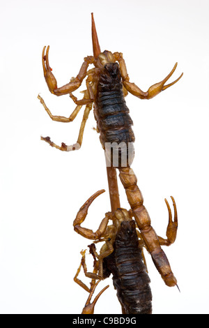 Gekochter Skorpion wie in Peking und anderen Teilen Asiens - ein Beispiel für das seltsame oder seltsame Essen, das von Menschen in der ganzen Welt gegessen wird Stockfoto