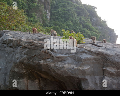 Primaten, die sitzen auf einem Felsen am Strand von Cat Ba, Monkey Island, in Halong Bucht, Vietnam Stockfoto