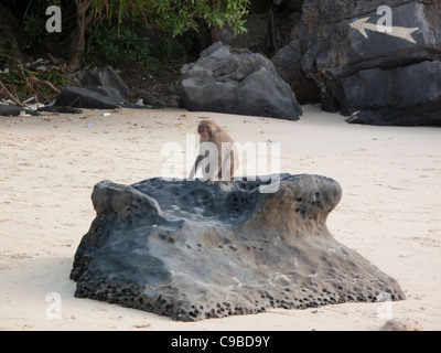 Primas, sitzt auf einem Felsen am Strand von Cat Ba, Monkey Island, in Halong Bucht, Vietnam Stockfoto