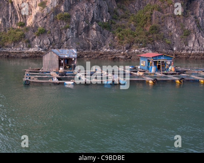 Fischfarmen auf das schwimmende Dorf in der Halong Bay in das Südchinesische Meer, Vietnam Stockfoto