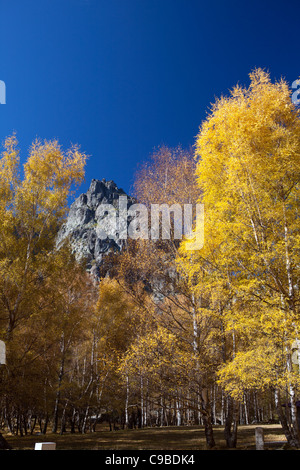 Die Cântaro Magro aus Covão d'Ametade, Serra Da Estrela, mit mehreren gelb Birken im Vordergrund. Stockfoto