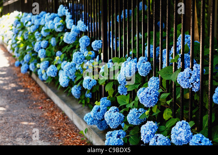 Blaue Hortensie Blumen stossen durch einen Zaun, Bellevue Avenue, Newport, Rhode Island Stockfoto