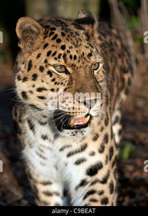 Männliche Amur Leoparden zu Fuß in Richtung Kamera Stockfoto