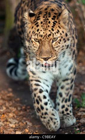 Männliche Amur Leoparden zu Fuß in Richtung Kamera Stockfoto