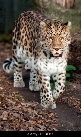 Männliche Amur Leoparden zu Fuß in Richtung Kamera Stockfoto