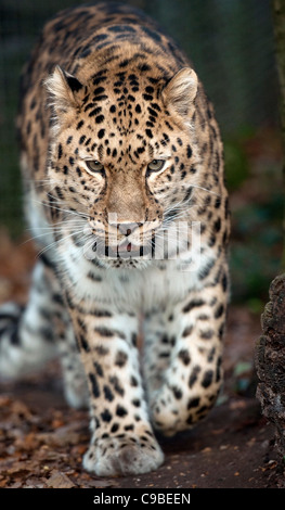 Männliche Amur Leoparden zu Fuß in Richtung Kamera Stockfoto