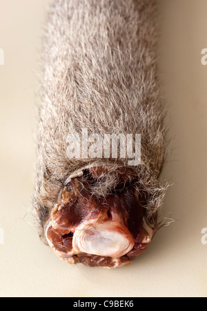 Roher Känguru-Schwanz im Verkauf in Australien - ein Beispiel für das seltsame oder seltsame Essen, das von Menschen auf der ganzen Welt gegessen wird Stockfoto