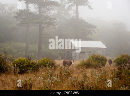 An einem nebligen Morgen grasen Rinder in einer schönen und reizvollen Weide evoziert eine Traumland-Landschaft. Stockfoto