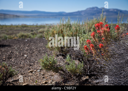 Ein Kletterer ist aufsteigend einige große Sandstein in Red Rock, in der Nähe von Las Vegas in Nevada. Stockfoto