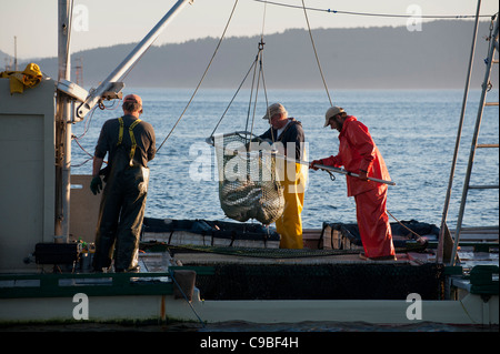 Wild Pacific Salmon Reefnet Angeln ist eine historische Pacific Northwest Lachsfischen Methode. Fische sind zum Käufer von Hold geschleppt. Stockfoto