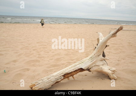 Mit einem Stück Treibholz im Vordergrund geht eine Frau den Red Point Strand entlang auf Prince Edward Island, Kanada. Stockfoto