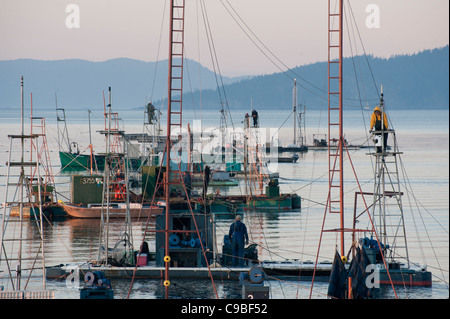 Wild Pacific Salmon Reefnet Angeln ist eine historische Pacific Northwest Lachsfischen Methode. Männer in den Türmen vor Ort Fischen. Stockfoto