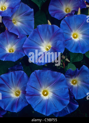 Bunte Nahfarbe von Heavenly Blue Morning Glories, Bird In Hand, Pennsylvania, USA, vertikale Gartenreben in der Nähe, blühende Weinrebe Stockfoto