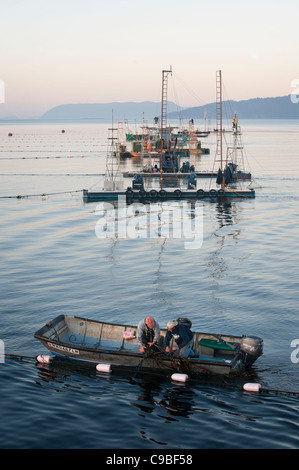 Wild Pacific Salmon Reefnet Angeln ist eine historische Pacific Northwest Lachsfischen Methode. Männer in den Türmen vor Ort Fischen. Stockfoto